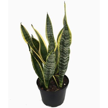 Laurentii Snake Plant - Sansevieria - Impossible to kill! - 6" Pot