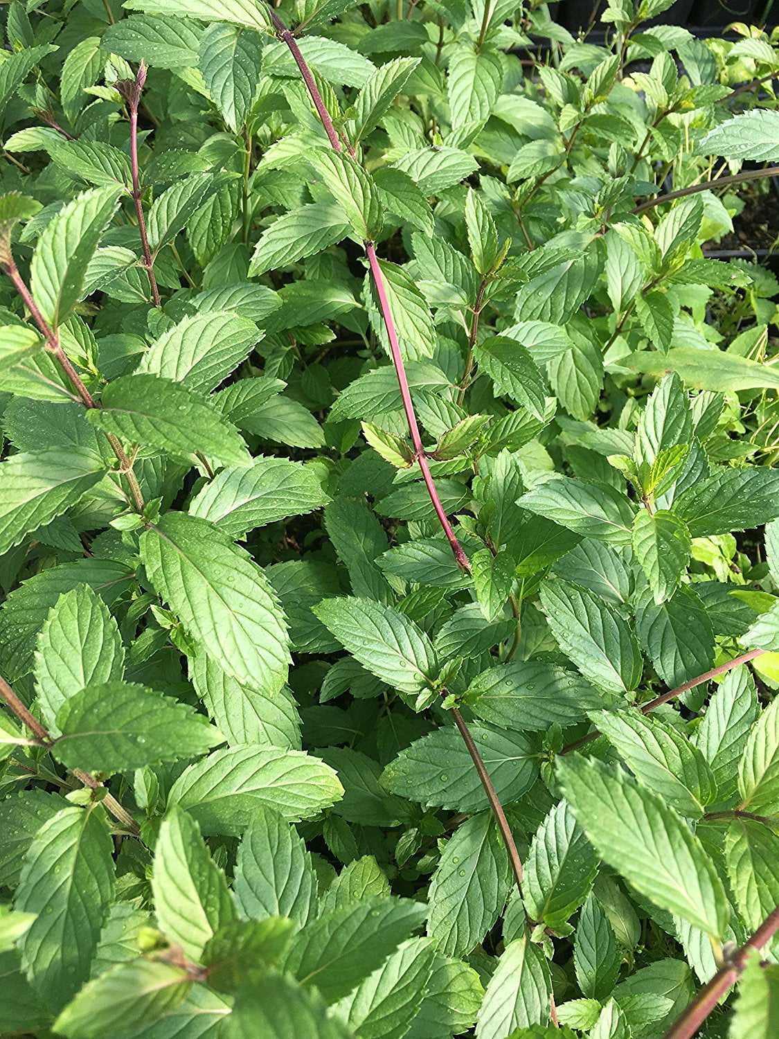 Ricola mint 3 Separate Plants in 3 Separate 4 inch