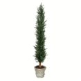 thumbnail image 1 of Vickerman FG190160 60 in. Potted Cedar Tree with Paper Pot, 1 of 3