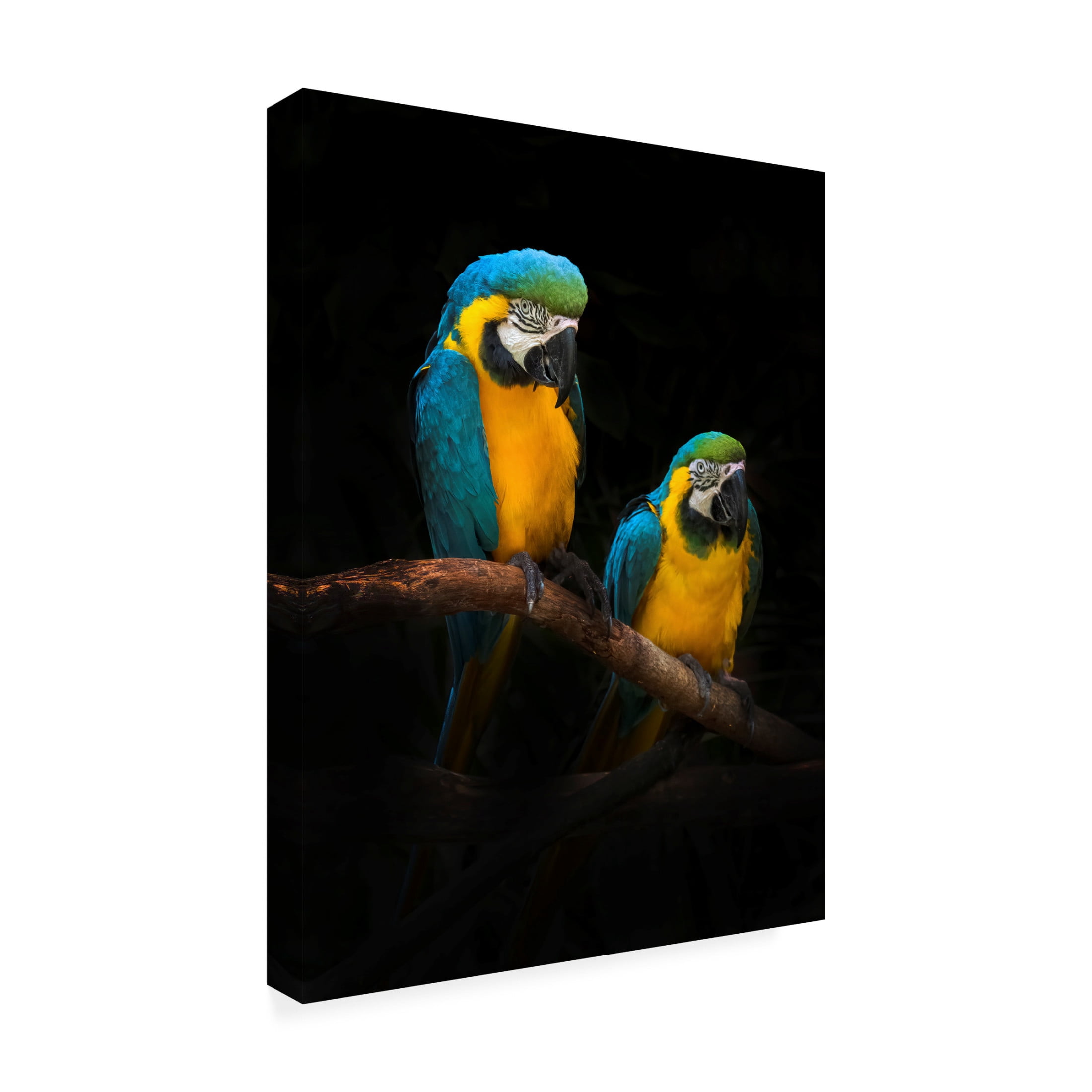 Trademark Fine Art Antonyus Bunjamin  Macaw Parrots Canvas Wall Art