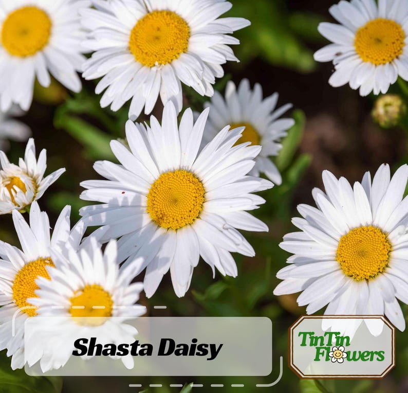 100 Chrysanthemum Seeds Perennial Non- Mix for Garden Blooms