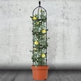 thumbnail image 5 of CreativeArrowy Garden Outdoor Indoor Potted Plant Stand Climbing Vines Gardening Tools Decorative Plastic-coated Rust-proof Metal Pipe, 5 of 15