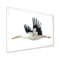 thumbnail image 2 of Designart 'White Stork Ciconia Flying Bird ' Traditional Framed Art Print, 2 of 4