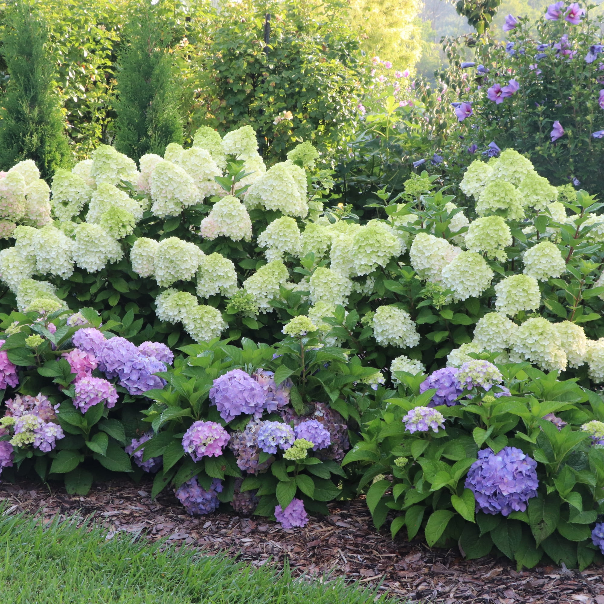 Proven Winners ColorChoice 5" Multicolor Let's Dance Sky View Reblooming Hydrangea Live Plant in 4.5" Pot (4 Count)