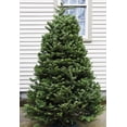 thumbnail image 3 of Real Christmas Trees Delivered 7 Foot Premium Balsam Fir Christmas Tree, 3 of 8