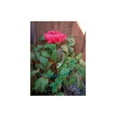 thumbnail image 3 of Luster Leaf 977 Medium Single Peony Flower Support, 3 of 4