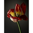 thumbnail image 3 of McLoughlin, James 15x18 Black Modern Framed Museum Art Print Titled - Studio Flowers XII, 3 of 5
