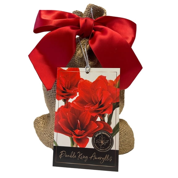 Double King Amaryllis Bulb in Burlap Gift Bag!! Easy to Grow Bulbs--Includes Growing Medium--Great Holiday Gift!!!