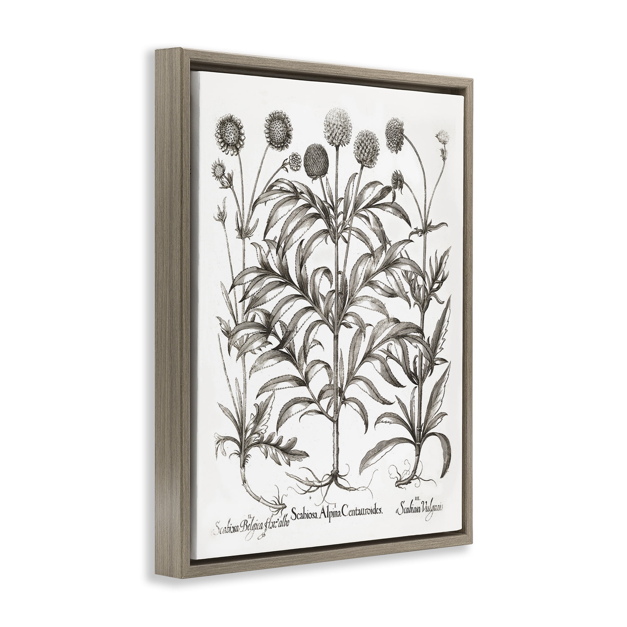 Stupell Industries Scientific Vintage Flowers Botanical & Floral Painting Brown Floater Framed Art Print Wall Art, 25 x 31