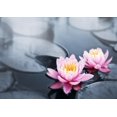 thumbnail image 2 of Lotus Blossoms Wall Mural by Wallmonkeys Peel and Stick Graphic (24 in W x 17 in H) WM251352, 2 of 4