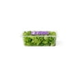 thumbnail image 4 of Little Leaf Farms Sweet Baby Butter Leaf Lettuce, 8 oz Clam Shell, Fresh, 4 of 6