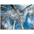 thumbnail image 1 of Trees Forest Ceramic Tile Mural Kitchen Backsplash Bathroom Shower 401731-XL43, 1 of 3