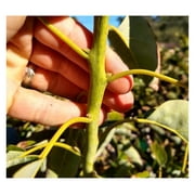 5 HASS Avocado Cuttings Scions for Grafting, from Productive Tree Plant Grown in Fallbrook California, The Avocado Capital of The World