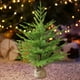 thumbnail image 1 of Árbol de Navidad Artificial Pequeño, Decoración Navideña Versátil, Pequeño árbol de Mesa para Fiestas, Tiendas, Bares, Centros Comerciales Y Cafetería verde, 1 of 8