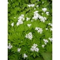 thumbnail image 4 of 20 Graines d'Asperule Galium Odoratum Boisson Douce Fleur Blanche, 4 of 4