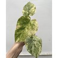 thumbnail image 2 of (UG-13)Root in moss 3-4 leaves- Monstera Delisiosa 'Legacy' Variegated Rare Plant 1 feet tall, 2 of 3