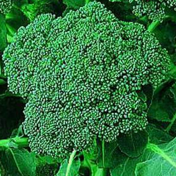 Di Cicco Broccoli - 1 g ~350 Seeds - Non-GMO, Open Pollinated, Heirloom, Vegetable Gardening Seeds & Micro Greens Seeds