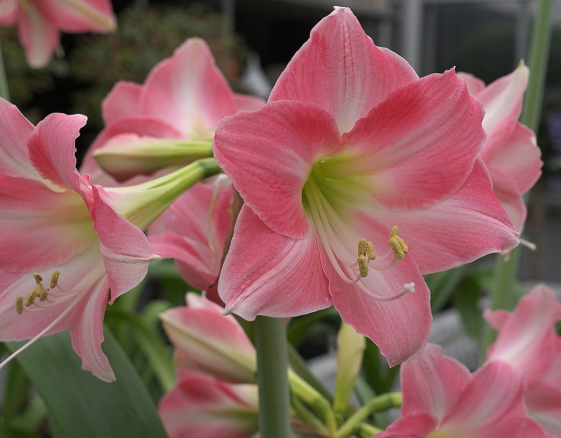 Rebecca Giant Dutch Amaryllis Large Bulb
