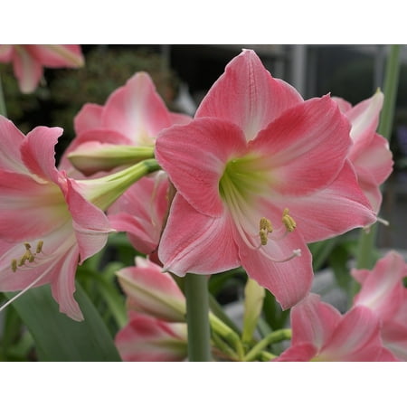 amaryllis bulb rebecca dutch giant