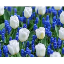 White Tulips and Blue Hyacinth - 40 Total Bulbs - Grow a Stunning Spring Flower Garden