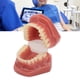 thumbnail image 4 of Modelo de demostración dental ANGGREK 28 dientes ortodoncia para hospital para estudiantes, 4 of 8