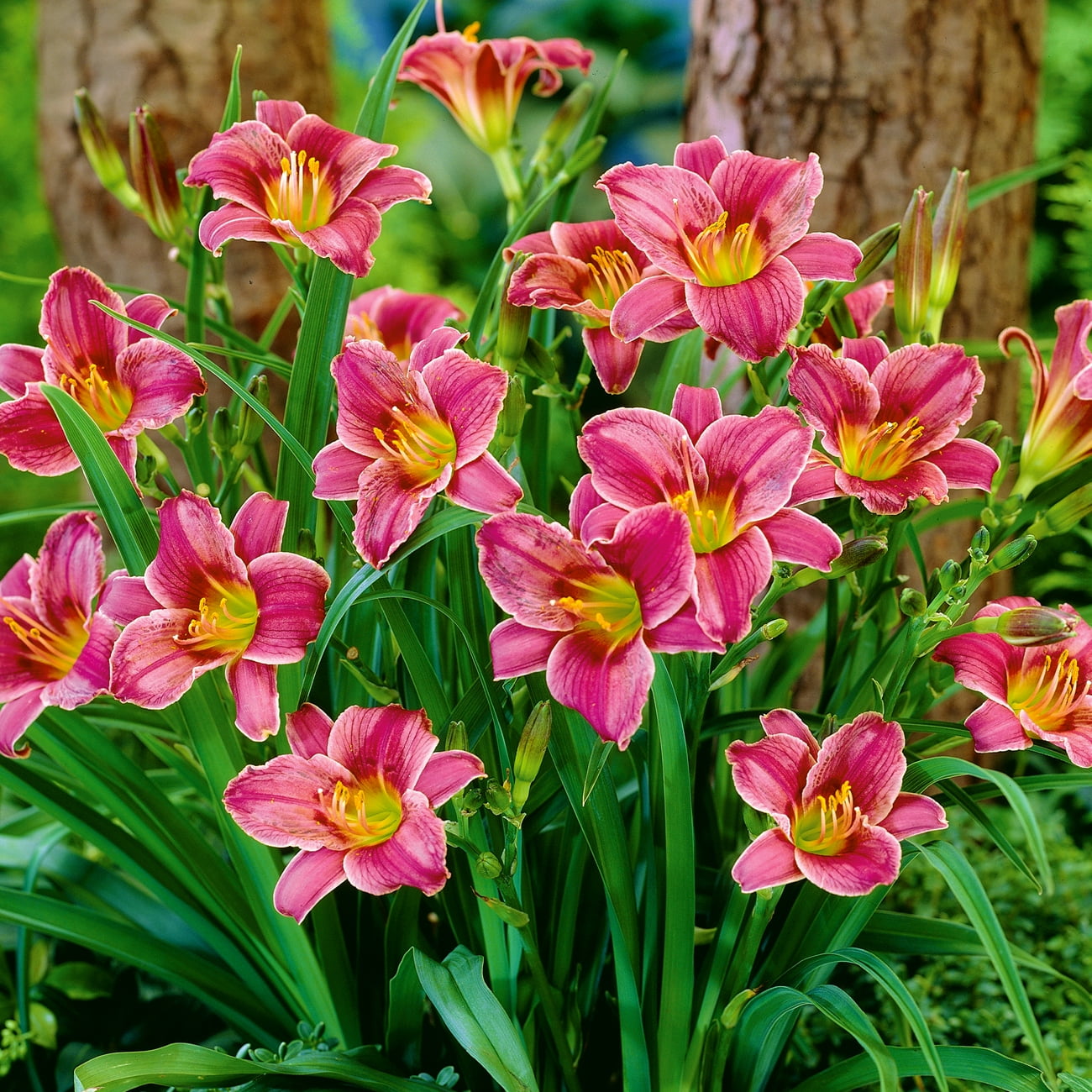 Van Zyverden Daylily Little Missy Dormant Bare Plant Root Partial Sun