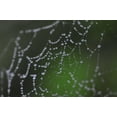 thumbnail image 2 of Berzel, Erin 14x11 Gold Ornate Wood Framed with Double Matting Museum Art Print Titled - Dewy Web I, 2 of 4