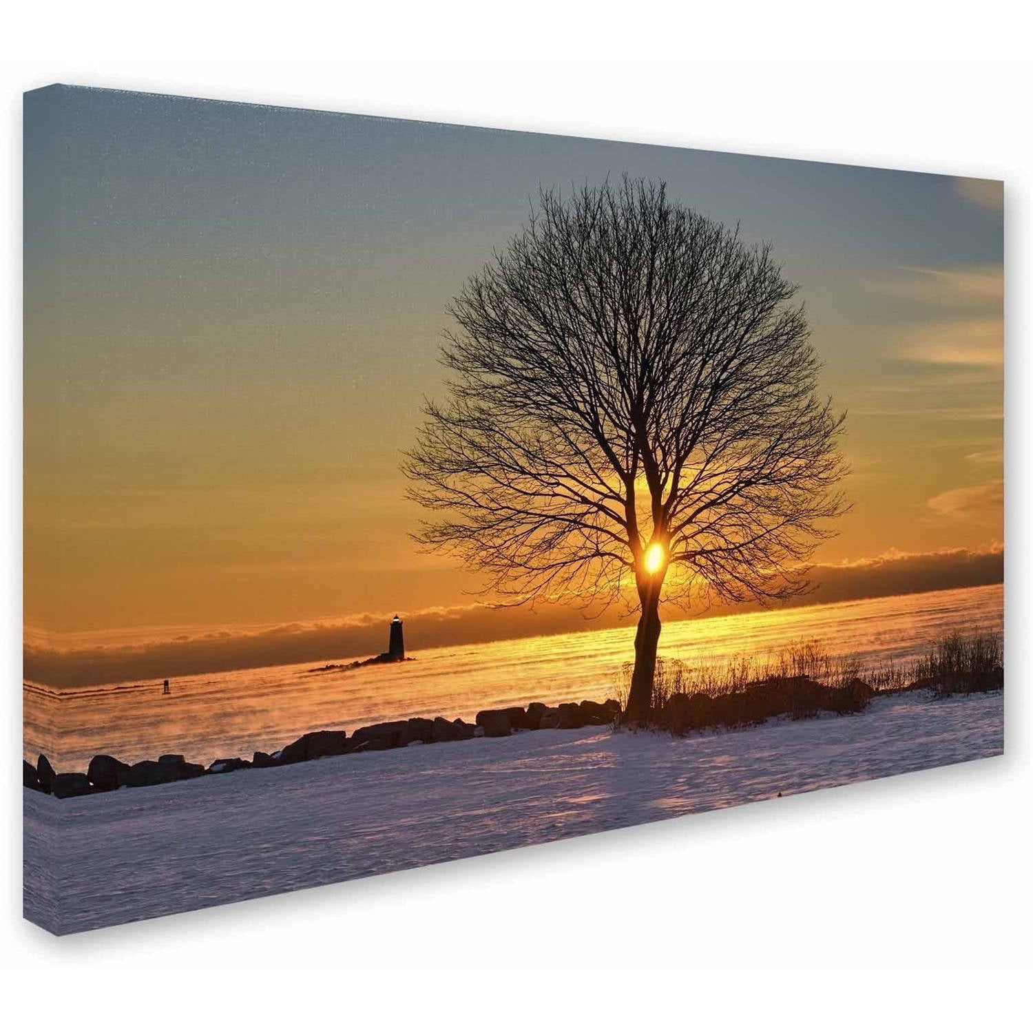 Trademark Fine Art 'Eye of the Tree' Canvas Art by Michael Blanchette Photography
