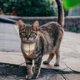 thumbnail image 5 of Pañuelo para gato con cuello de pajarita, 2 paquetes de collares de gato Ginham clásicos a cuadros con bufanda y pajarita, tamaño ajustable con campana, 5 of 5