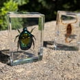 thumbnail image 4 of Set de especímenes de insectos Uncle Milton, kit con 10 insectos reales, 4 of 7