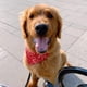 thumbnail image 4 of Pañuelos triangulares para perros y mascotas, con dos broches ajustables, accesorios para perros, cachorros y gatos., 4 of 8