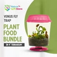thumbnail image 2 of Live Venus Flytrap Kit with Carnivorous Plant Food & Tweezers in 4.5” Pink Terrarium – Indoor Bug-Eating Plant Gift for Kids & Adults Fly Trap, 2 of 7