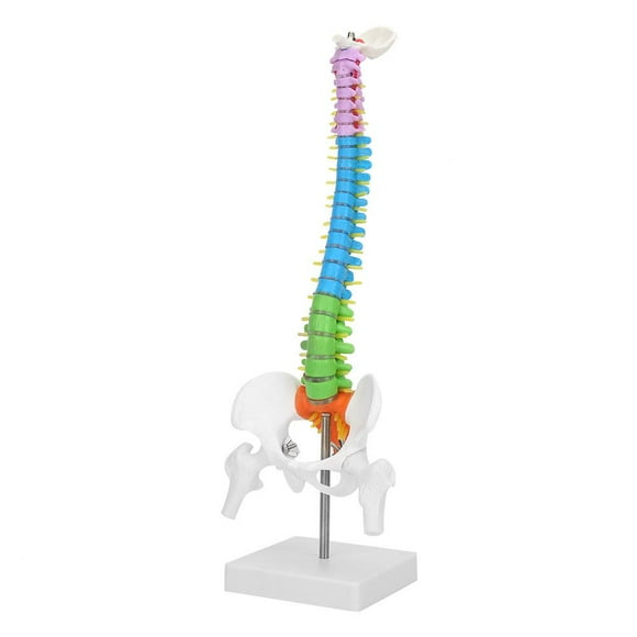 Fdit Scientific Spine Model, 17.7\" Life Size Flexible Spine Model Colored Anatomical Human Skeleton Spine Model With Pelvis Femur
