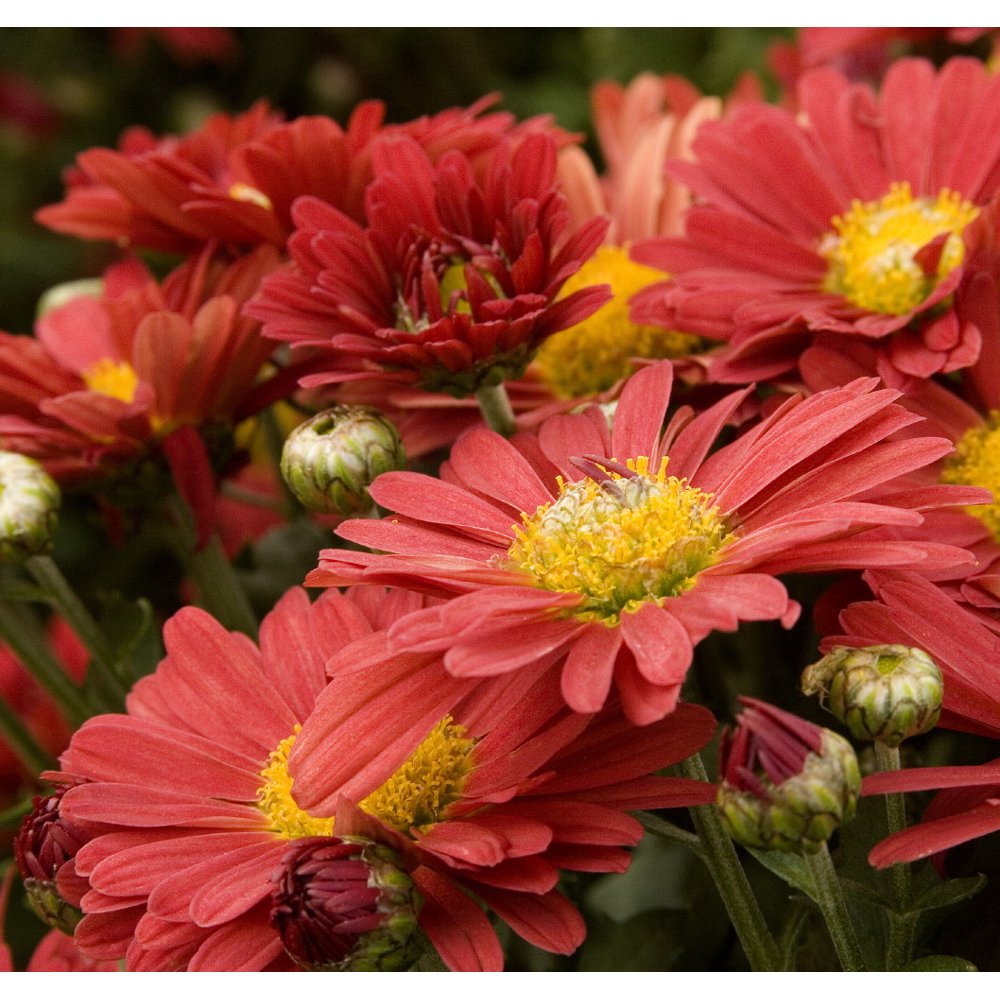 Mamouth Red Daisy Chrysanthemum 3" Pot Extremely Hardy Walmart