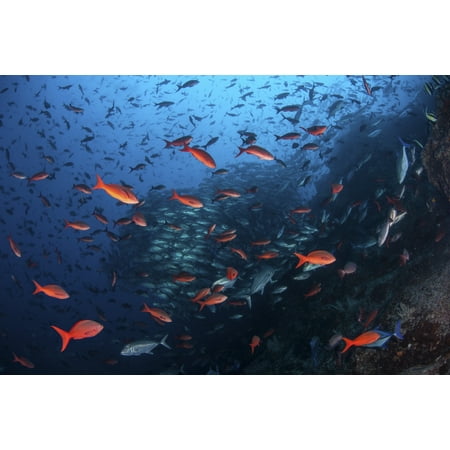 Colorful Pacific creolefish in deep water near Cocos Island Costa Rica Canvas Art - Ethan DanielsStocktrek Images (17 x 12)