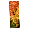 thumbnail image 2 of Gango Home Decor Autumn Maple I by Alan Hausenflock (Ready to Hang); One 12x36in Hand-Stretched Canvas, 2 of 4