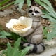 thumbnail image 3 of Estatua De Animales De Jardín Mapache Con Escultura De Flores Alimentador De Pájaros De Resina Para Decoración De Jardín Y Patio Serendint HA036434-00, 3 of 6