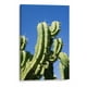 thumbnail image 1 of Cuadro decorativo - Cactus-1, Juliana Estrada 70x105 Canvas Lab Botánica, Naturaleza,, 1 of 2