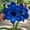 D, variant on Amaryllis, Low Maintenance - Easy Grow - Ideal for Beds Borders, Plant Pots & Planters