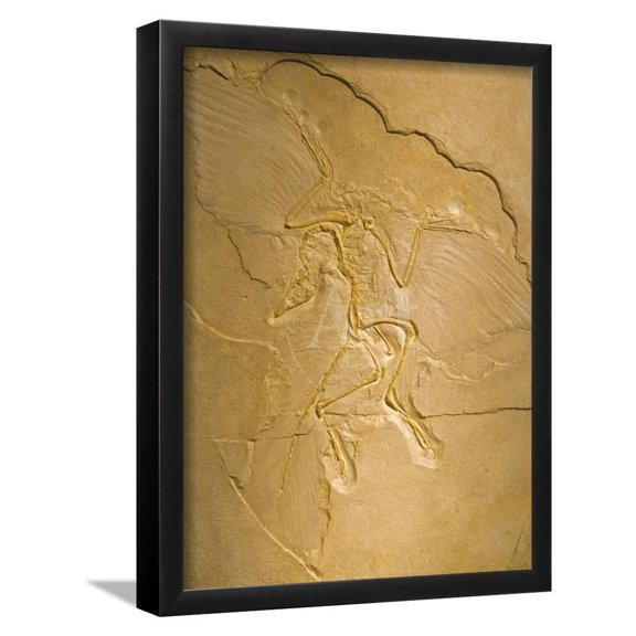 Archaeopteryx Fossil the Earliest Most Primitive Bird, Framed Art Print Wall Art Sold by Art.Com
