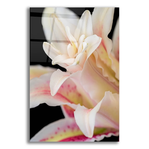 Epic Art 'They Called Her Lily' by Pamela Plummer, Acrylic Glass Wall Art, 12"x16"