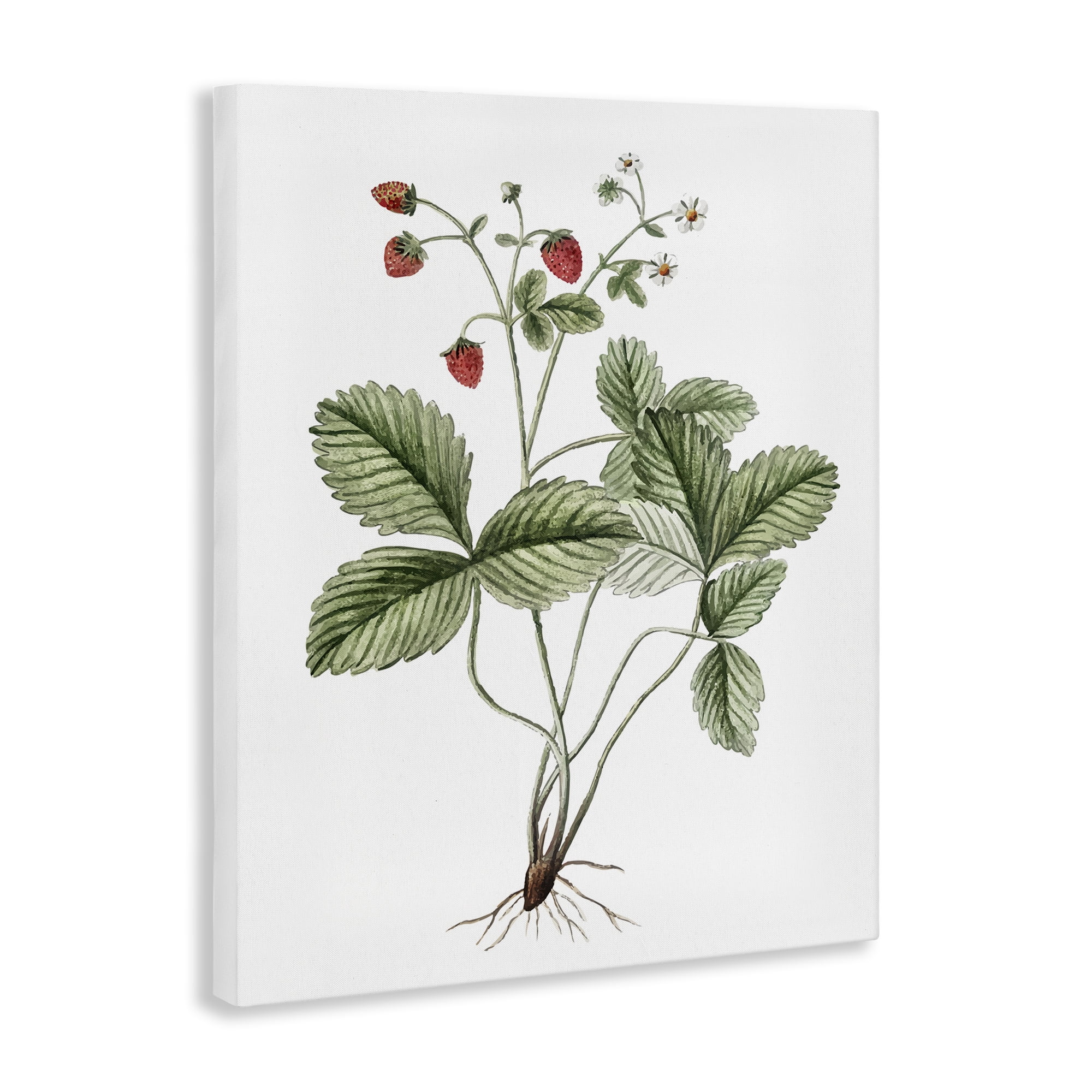 Stupell Industries Budding Strawberries Study Food & Beverage Painting Gallery Wrapped Canvas Art Print Wall Art, 36 x 48