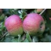 Image thumbnail_image