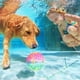 thumbnail image 3 of Wosthever Pelota de juguete para piscina interactiva y divertida de 2 piezas, pelota de playa inflable para submarinismo, verano Deportes acuáticos, 3 of 6