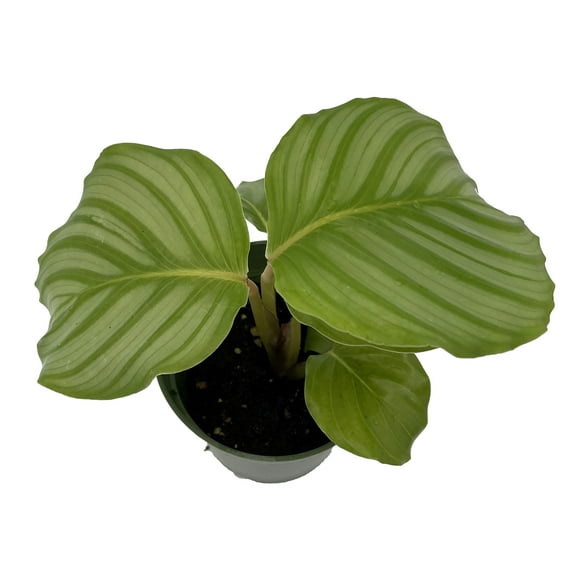 Orbit Peacock Plant - Calathea orbifolia - Easy House Plant - 4" Pot