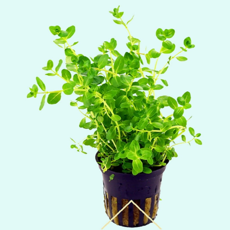 Rotala Indica Bunch - Beginner Tropical Live Aquarium Plant