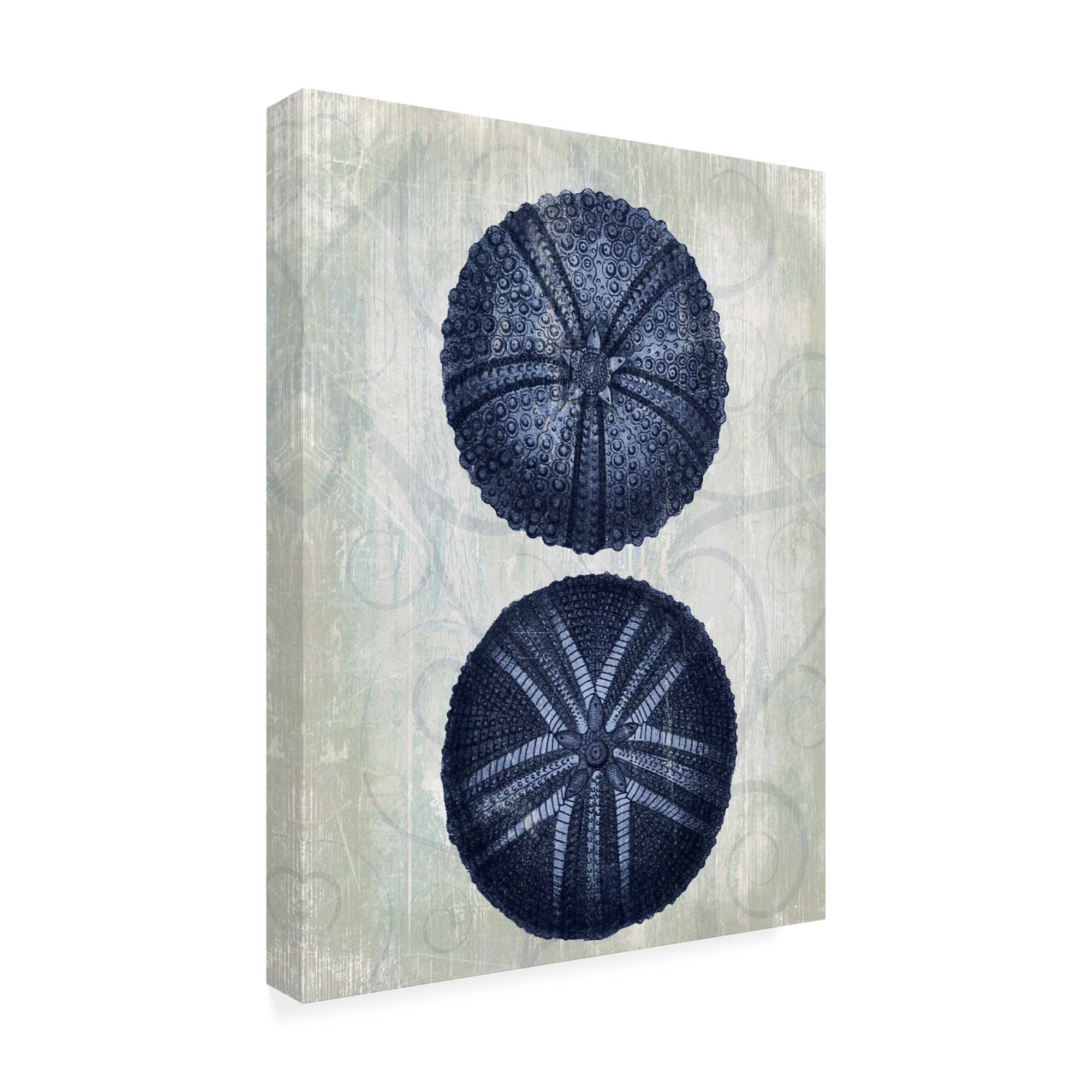 Trademark Fine Art 'Indigo Blue Sea Urchins a' Canvas Art by Fab Funky