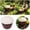 B, variant on Clearance! Soovim Reusable Garden Snail Trap, Catcher for Slugs Pest Control Outdoor Protection