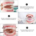 thumbnail image 2 of SNNROO 1 Pce Modèle de Dents en Plastique Enseignement Étude Démonstration Éducation Buccale Modèle de Dents, 2 of 6
