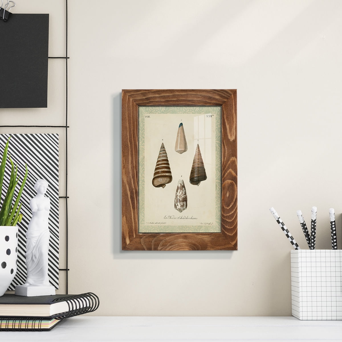 Bookplate Shells VI - Framed Print w/glass - Walnut
